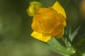 Asian globeflower Trollius asiaticus close up Royalty Free Stock Photo