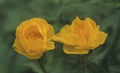 Asian globeflower Trollius asiaticus Royalty Free Stock Photo