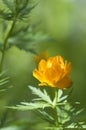 Asian globeflower Trollius asiaticus close up Royalty Free Stock Photo