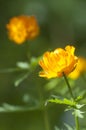 Asian globeflower Trollius asiaticus close up Royalty Free Stock Photo