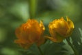 Asian globeflower Trollius asiaticus close up Royalty Free Stock Photo