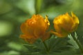 Asian globeflower Trollius asiaticus close up Royalty Free Stock Photo