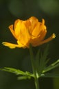 Asian globeflower Trollius asiaticus close up Royalty Free Stock Photo