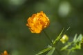 Asian globeflower Trollius asiaticus close up Royalty Free Stock Photo