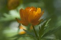 Asian globeflower Trollius asiaticus close up Royalty Free Stock Photo