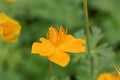 Asian globeflower, Trollius asiaticus Royalty Free Stock Photo