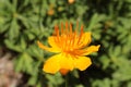 Asian Globeflower - Trollius Asiaticus Royalty Free Stock Photo