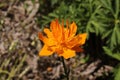 Asian Globeflower - Trollius Asiaticus Royalty Free Stock Photo