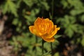 Asian Globeflower - Trollius Asiaticus Royalty Free Stock Photo