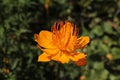 Asian Globeflower - Trollius Asiaticus Royalty Free Stock Photo