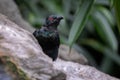 Asian Glossy Starling - Aplonis panayensis, beautiful colored perching bird Royalty Free Stock Photo