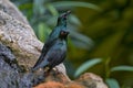 Asian glossy starling, Aplonis panayensis, found in Bangladesh, Brunei, India, Indonesia. Two birds in the nature habitat