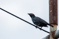 Asian Glossy Starlings bird standing on electric cable