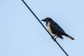 Asian Glossy Starlings bird standing on electric cable