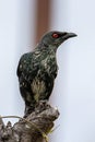 Asian Glossy Starlings bird standing on electric cable