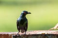 Asian Glossy Starlings bird standing with nature green background