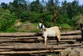 A goat standing on logs in a forest