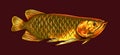 asian golden arowana illustration premium vector Royalty Free Stock Photo