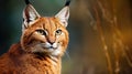 Asian golden cat in a forest. Catopuma temminckii family of Felidae