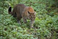 Asian Golden Cat or Temmink`s Cat, catopuma temmincki, Adult walking