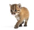 Asian golden cat walking, Pardofelis temminckii, 4 weeks old