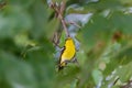 Asian Golden Oriole On Branch Of Big Tree In The Ayutthaya Historical Park. Royalty Free Stock Photo