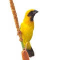 Asian Golden Weaver