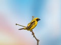 Asian Golden Weaver Birds animal feather fly