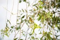 Asian Golden Weaver Royalty Free Stock Photo