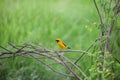 The Asian Golden Weaver (Ploceus hypoxanthus) is a species of bi Royalty Free Stock Photo