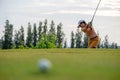 Asian golfer woman golf player hitting chips golf ball to the hole on the green. Royalty Free Stock Photo