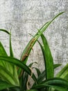 Asian grass lizard or long-tailed grass lizard & x28;Takydromus sexlineatus& x29; on a green plant. Royalty Free Stock Photo
