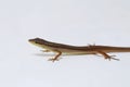 Asian grass lizard, six-striped long-tailed lizard, or long-tailed grass lizard Takydromus sexlineatus