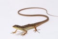 Asian grass lizard, six-striped long-tailed lizard, or long-tailed grass lizard Takydromus sexlineatus