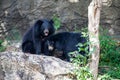 Asian great black bear