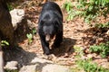 Asian great black bear