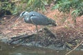 Asian Great Blue Heron fishing, India