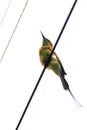 The Asian green bee eater bird sitting on a high tension wire Royalty Free Stock Photo