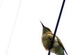 The Asian green bee eater bird sitting on a high tension wire Royalty Free Stock Photo