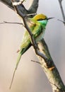 Asian green bee eater seen in Delhi yamuna Biodiversity park. Delhi bird