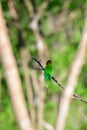 Asian green eater bird sitting on a thorn twig, view from the back of the bird