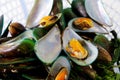 Asian green mussel Royalty Free Stock Photo