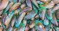 Asian green mussel Royalty Free Stock Photo