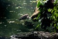 Grey Asian Heron perched on a large wooden tree branch, Induia