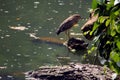 Grey Asian Heron perched on a large wooden tree branch, Induia