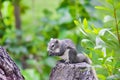 Asian grey squirrel eating a nut on the top of tree trunk in the Royalty Free Stock Photo