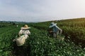 Asian group farmer working in the lush fields of a terraced farm