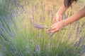 Asian hand harvesting full blossom flower at lavender field