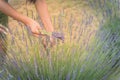 Asian hand harvesting full blossom flower at lavender field