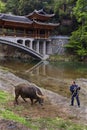 Asian handler training a bull farm, southwest China.